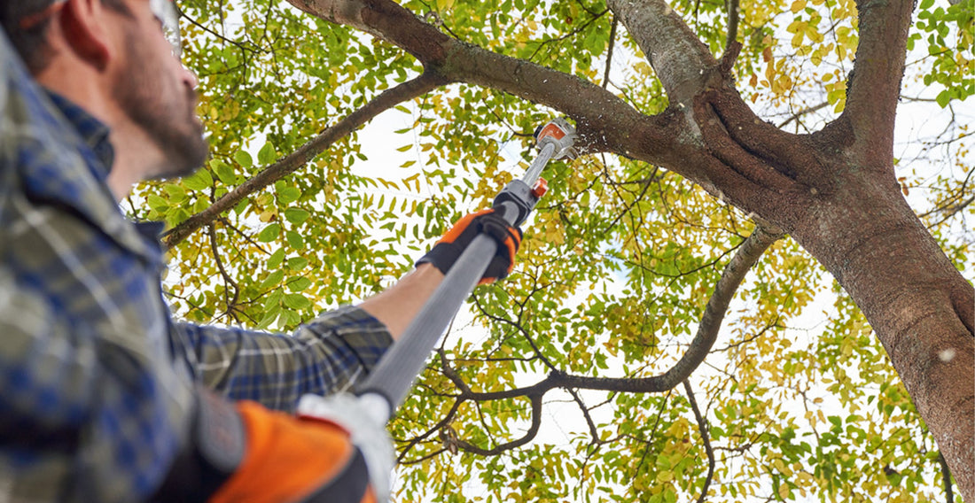 How to prune your trees