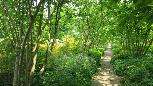 The best trees for shade in summer