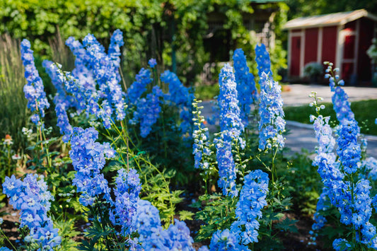 Which flowers look great in your garden all year round?